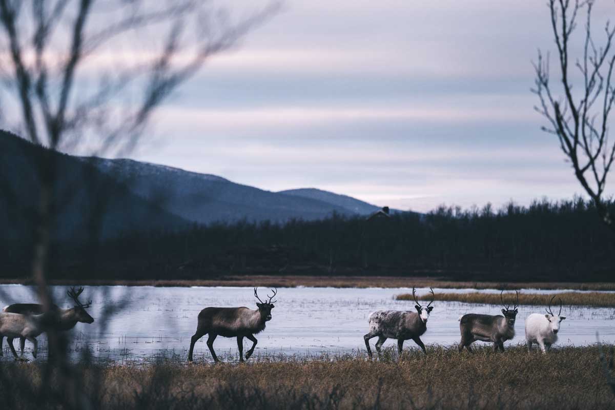 Rehntiere vor einer Bergkette mit einem See